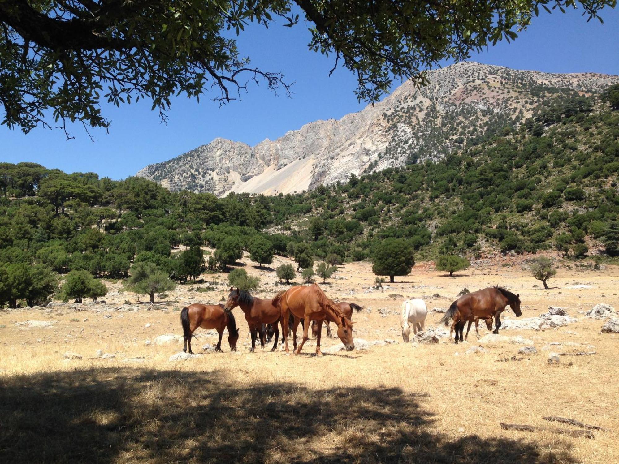 Babakamp Eco Ranch & Retreat Hotell Oludeniz Eksteriør bilde